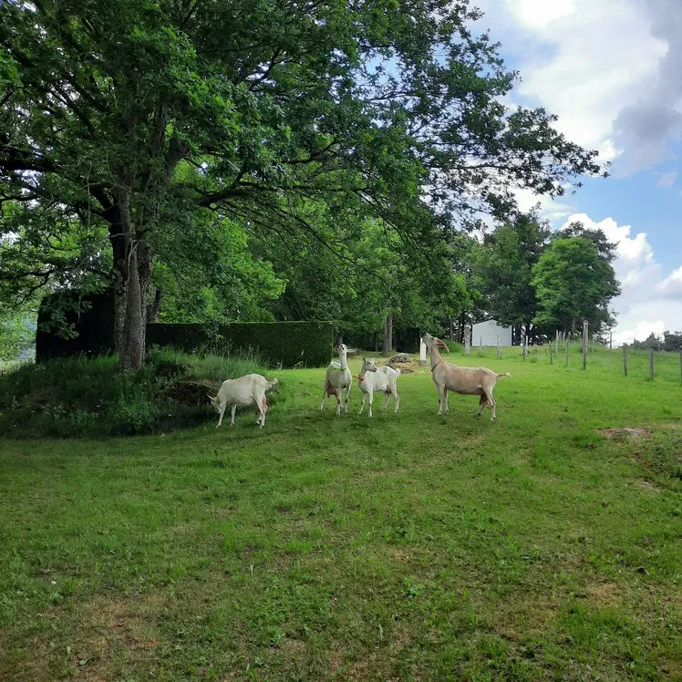 Camping Le Soleillant - image n°4 - RhoneAlpes