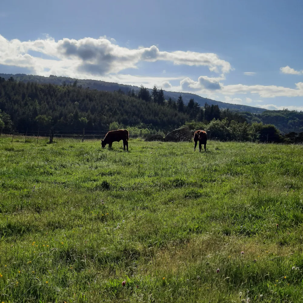 Camping Le Soleillant - image n°8 - RhoneAlpes