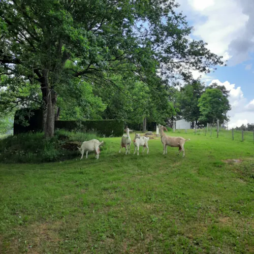 Mietunterkunft - Mobilheim "Soleil Couchant" 2 Zimmer Mit Sanitäranlagen - image n°4 - Camping Le Soleillant