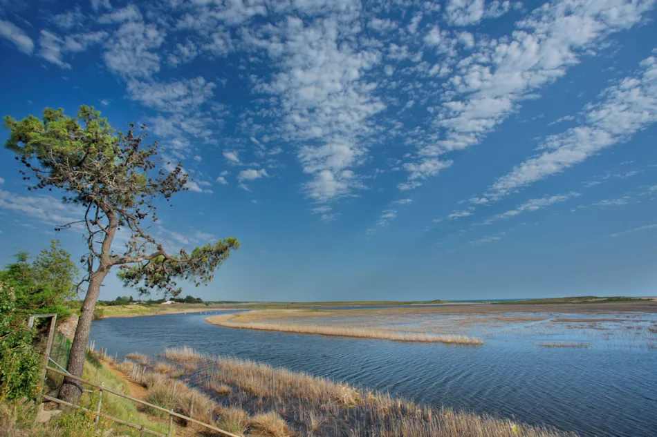Camping LES VIOLETTES