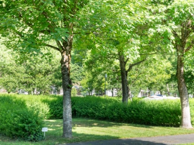 Camping pitch 100m² + 1 car + electricity 10A