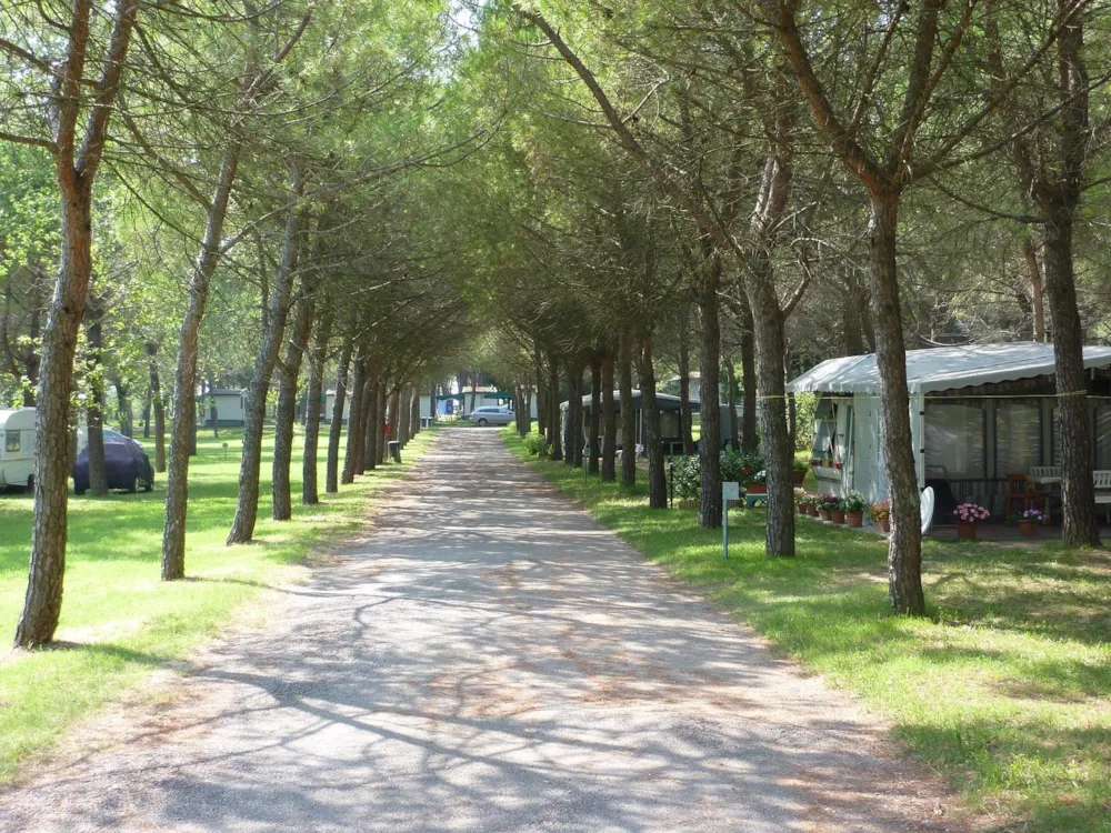 Emplacement - Emplacement Charme: Voiture Ou Voiture + Voiture / Voiture + Voiture + Voiture + Tv-Sat - Camping Village Belvedere Pineta