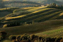 Camping Panorama del Chianti - image n°30 - Roulottes