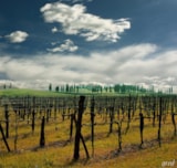 Foto #31 van Camping Panorama del Chianti