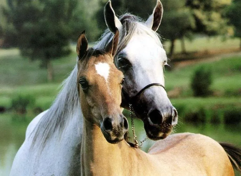 Camping Panorama del Chianti