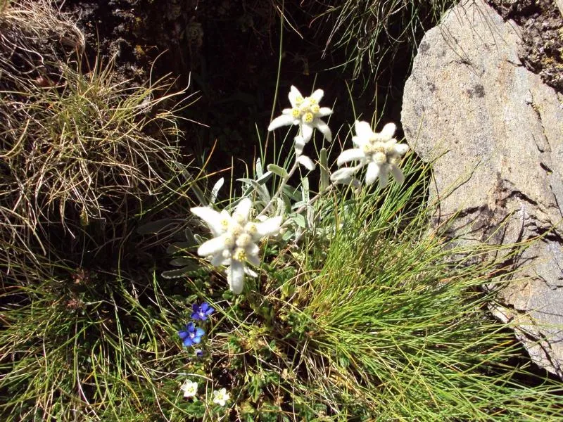 Camping Qualité l'Eden de la Vanoise