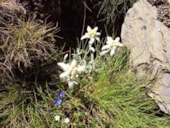 Camping Qualité l'Eden de la Vanoise