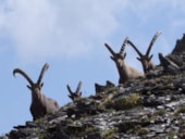 Camping Qualité l'Eden de la Vanoise