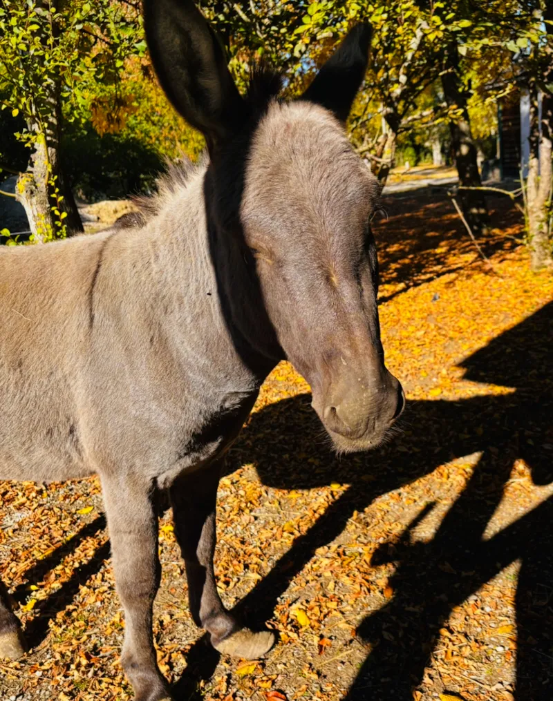 Bungalow Olga (Sans Sanitaires) 5 Personnes