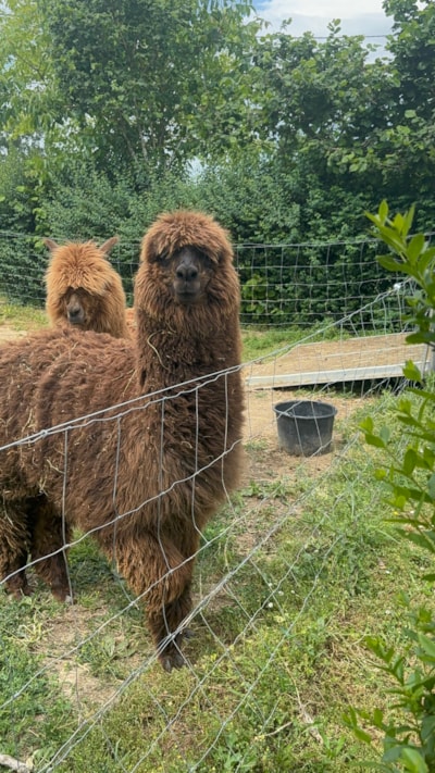 COCO SWEET TENT CANVAS FOR OUTDOOR FURNISHINGS