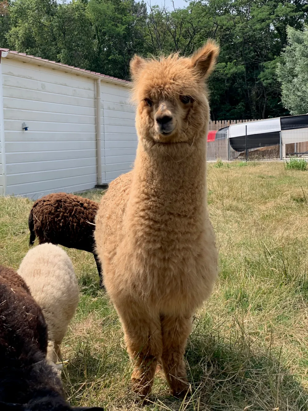 Camping Maeva Escapades Bel Air - image n°5 - UniversalBooking