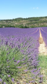 Foto #12 van Camping La Grangeonne