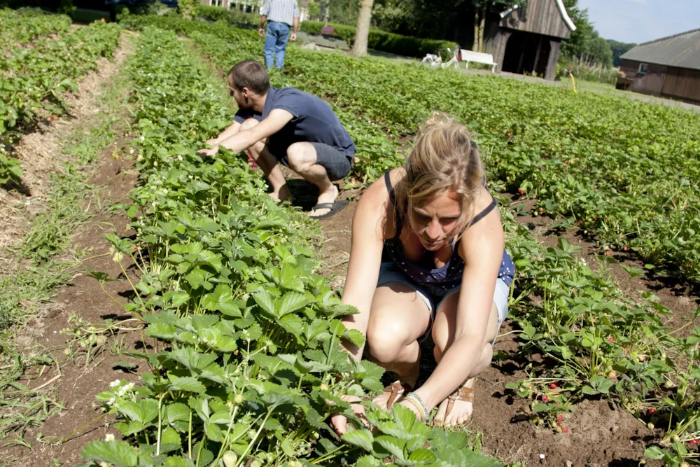 Camping Groot Antink - image n°11 - UniversalBooking