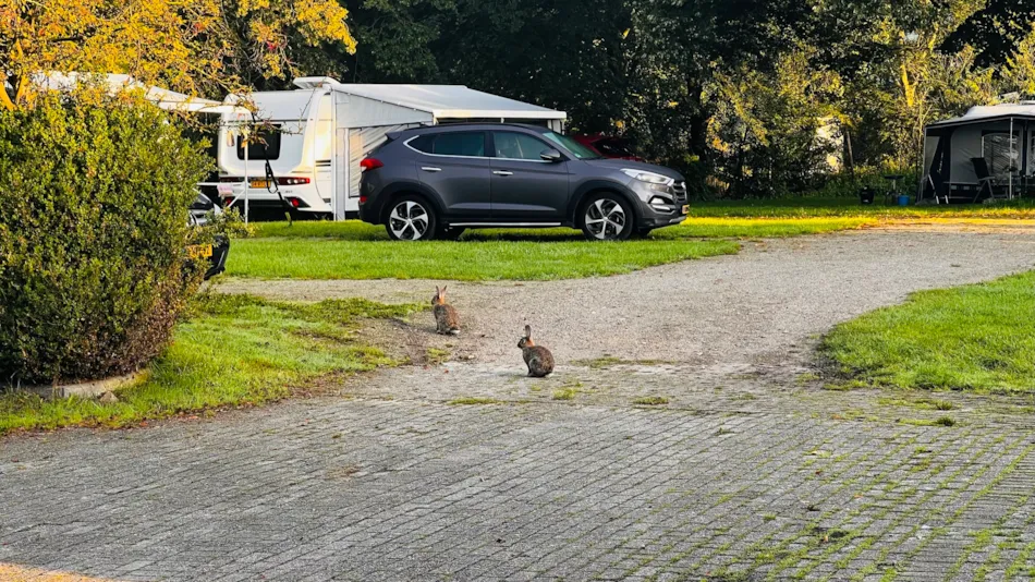 Camping Groot Antink