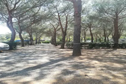 Piazzola Comfort