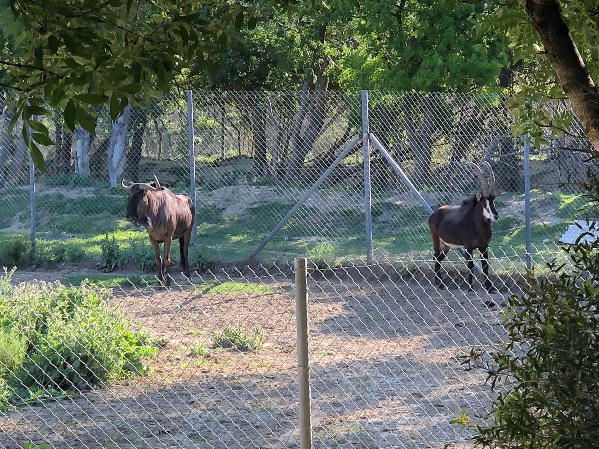 Camping La Grange Neuve - Face à La Réserve Africaine de Sigean — Photo 7