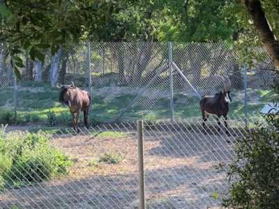 Camping La Grange Neuve - Face à La Réserve Africaine de Sigean