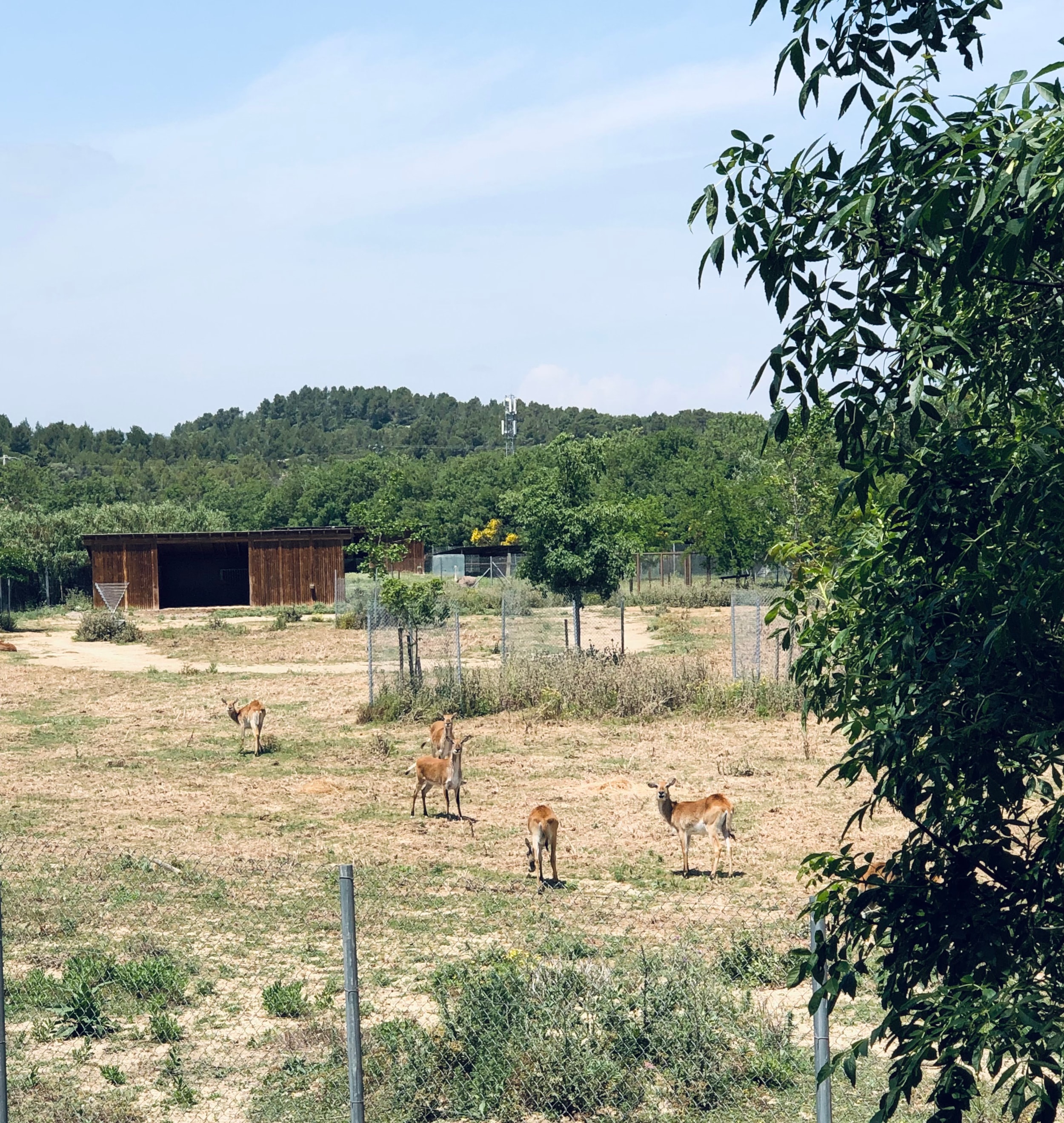 Camping La Grange Neuve - Face à La Réserve Africaine de Sigean — Photo 6