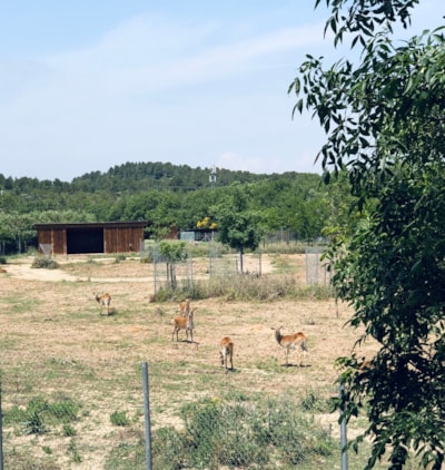 Camping La Grange Neuve - Face à La Réserve Africaine de Sigean
