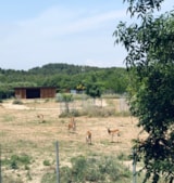 Foto #6 van Camping La Grange Neuve