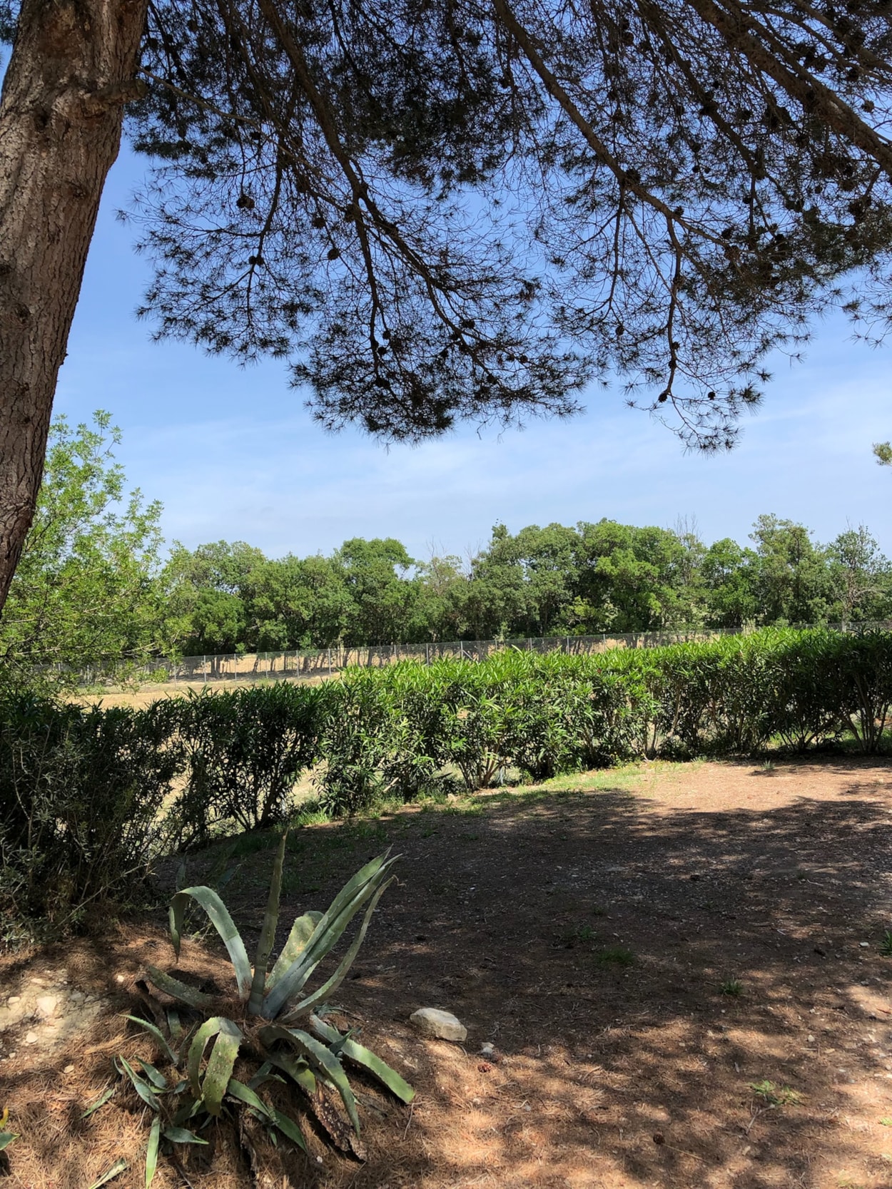 Camping La Grange Neuve - Face à La Réserve Africaine de Sigean