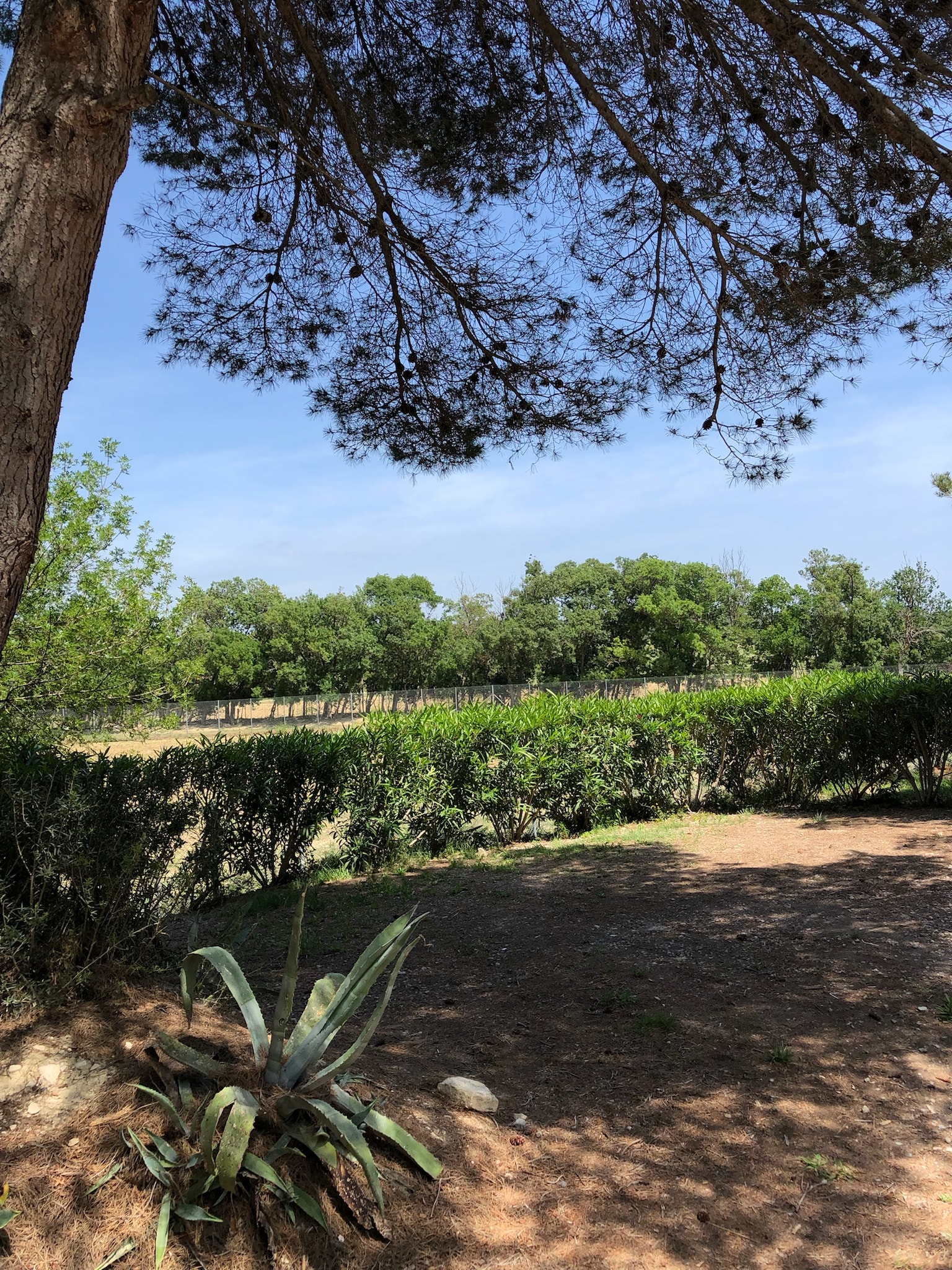 Camping La Grange Neuve - Face à La Réserve Africaine de Sigean — Photo 9