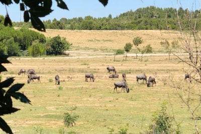 LE PANORAMIQUE PRIVILEGE- View of the African Reserve