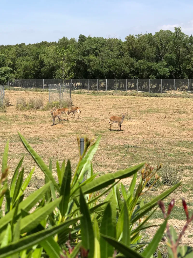 Emplacement Camping + Electricite (6A)