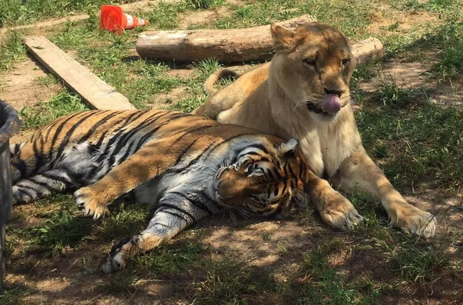 Camping le Cézanne Montagne Sainte-Victoire